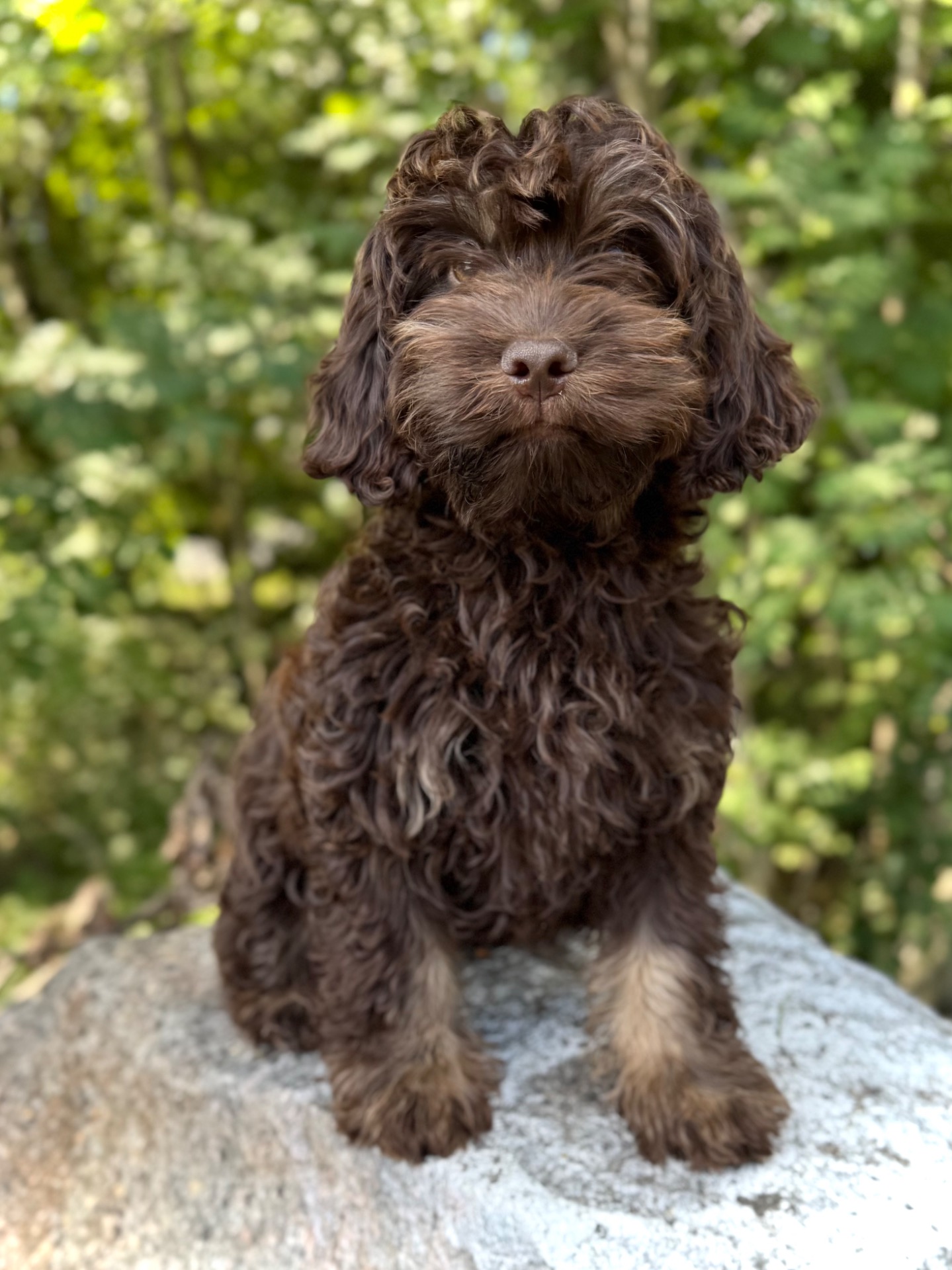 5mån, Cockerpoo hanvalp söker sin familj 🐾🏠