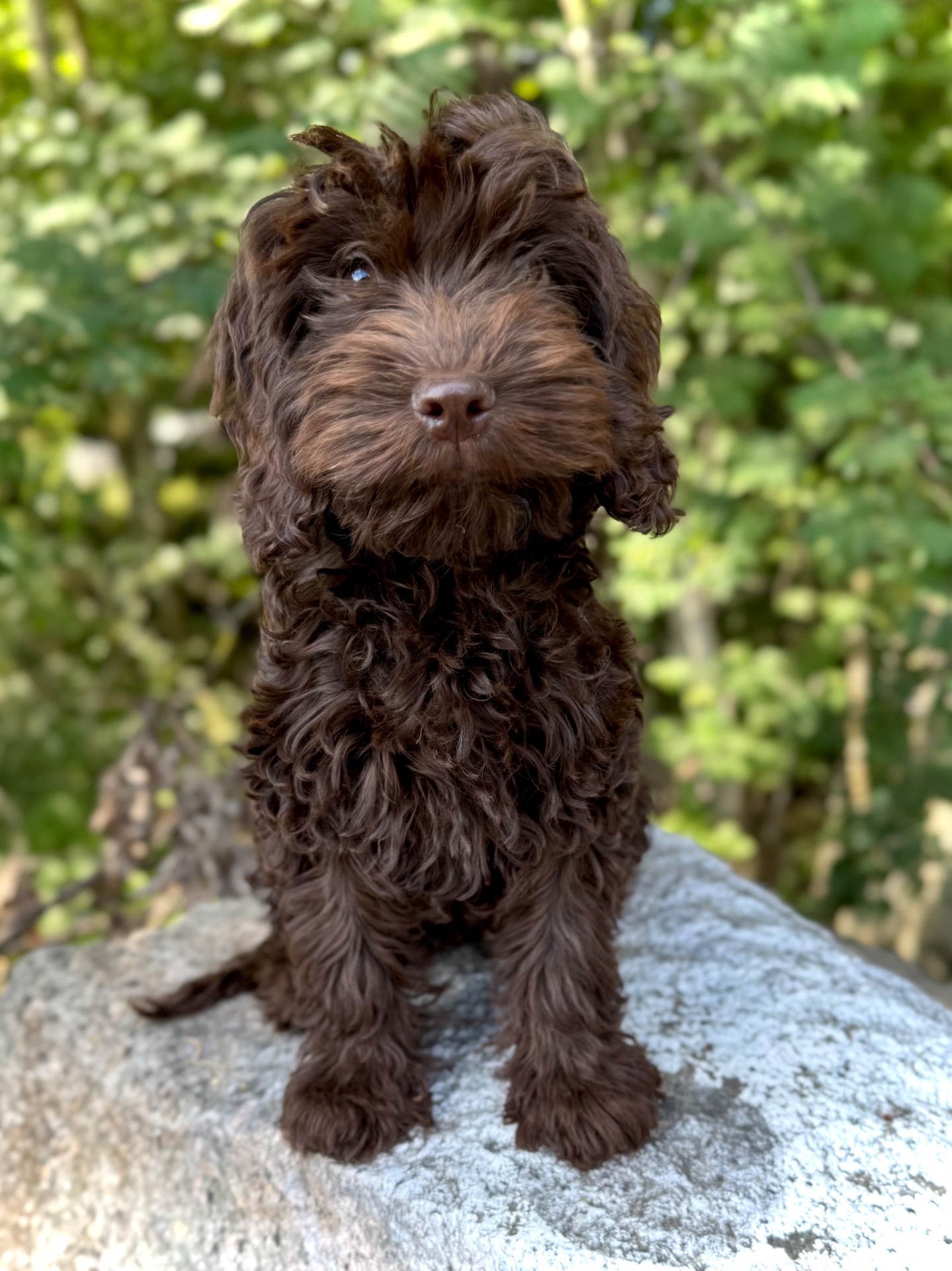 5mån, Cockerpoo hanvalp söker sin familj 🐾🏠