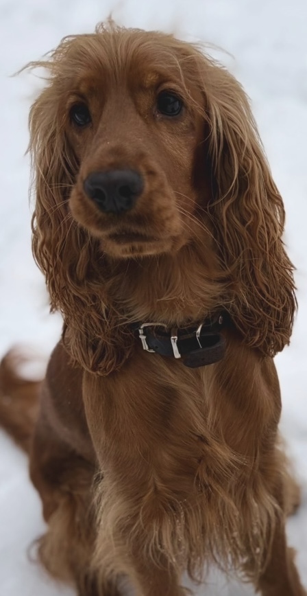 Vi väntar cockerpoovalpar! 🐶